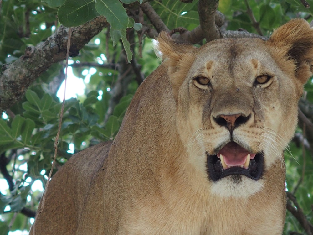 lion under tree