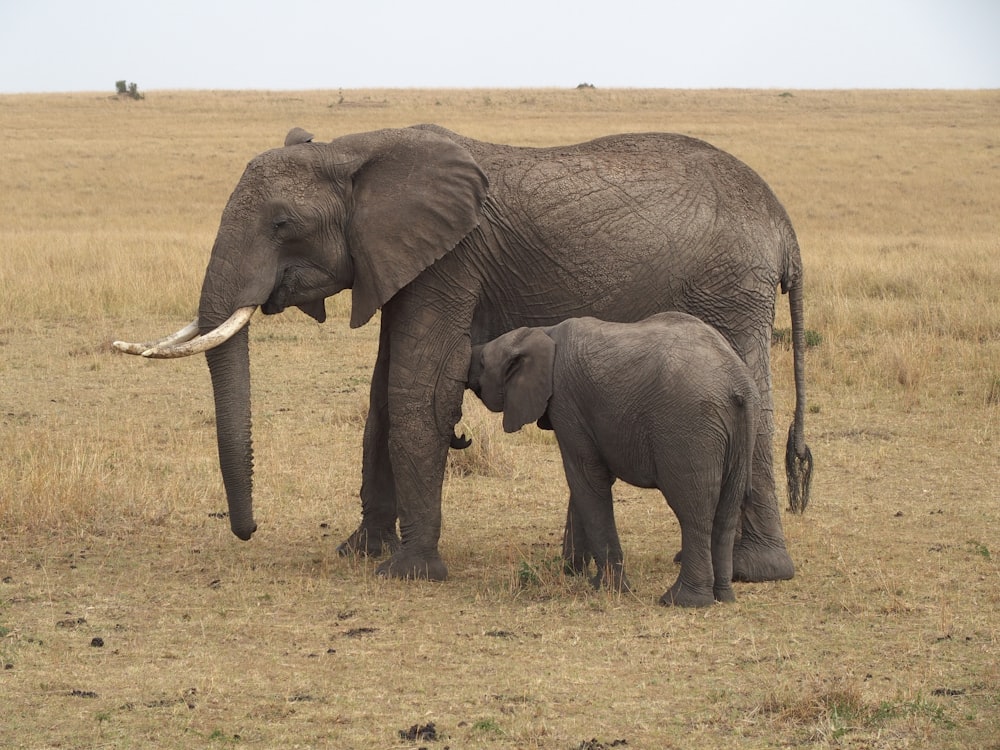 family of two elephants at safari
