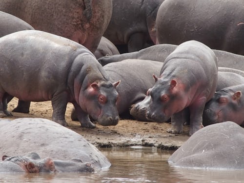 what do hippos eat