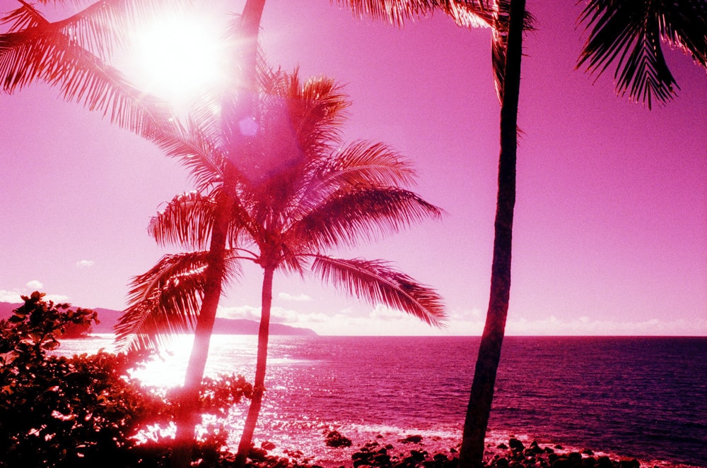 palm trees near seashore view