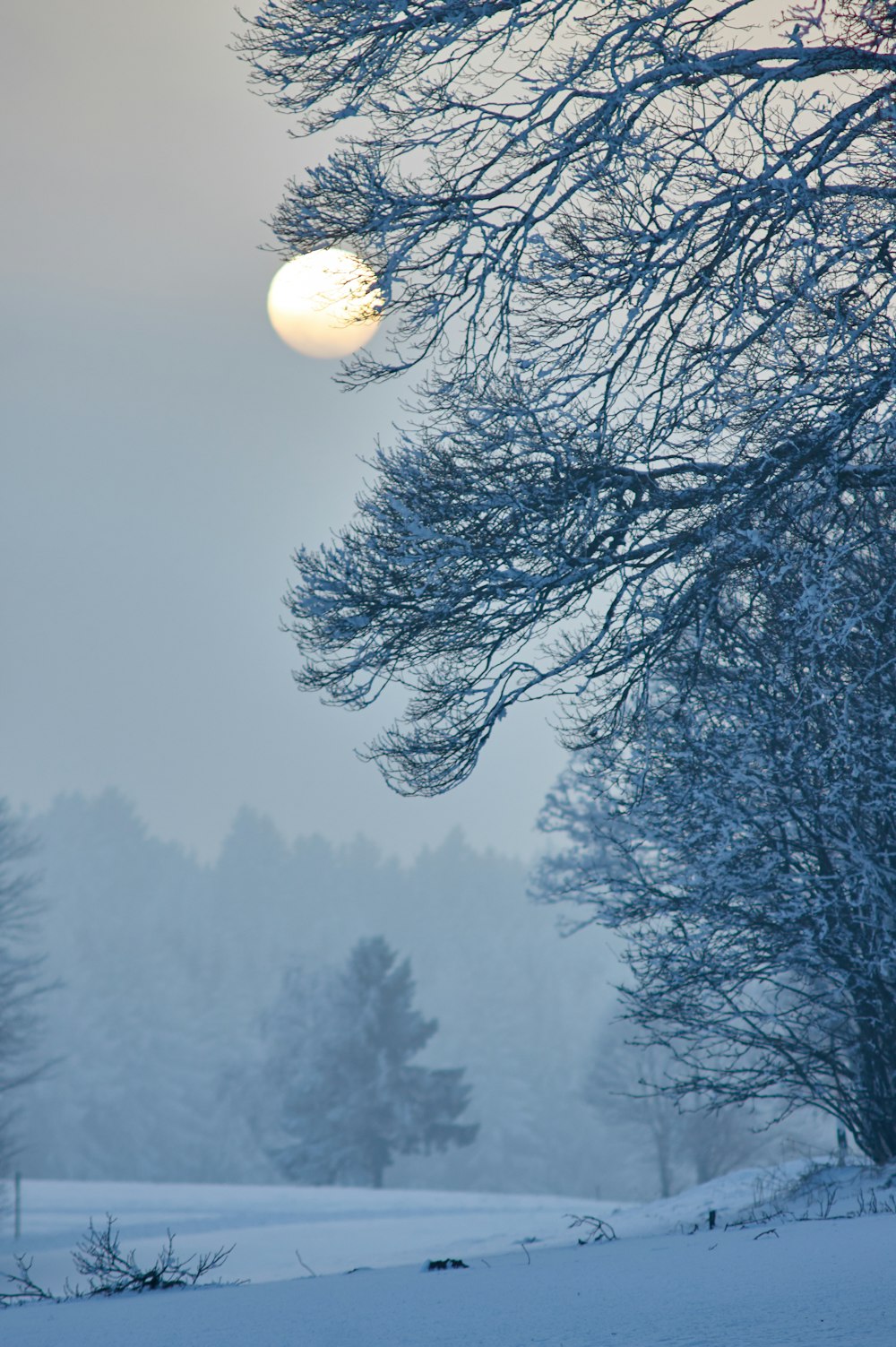 trees covered with snow