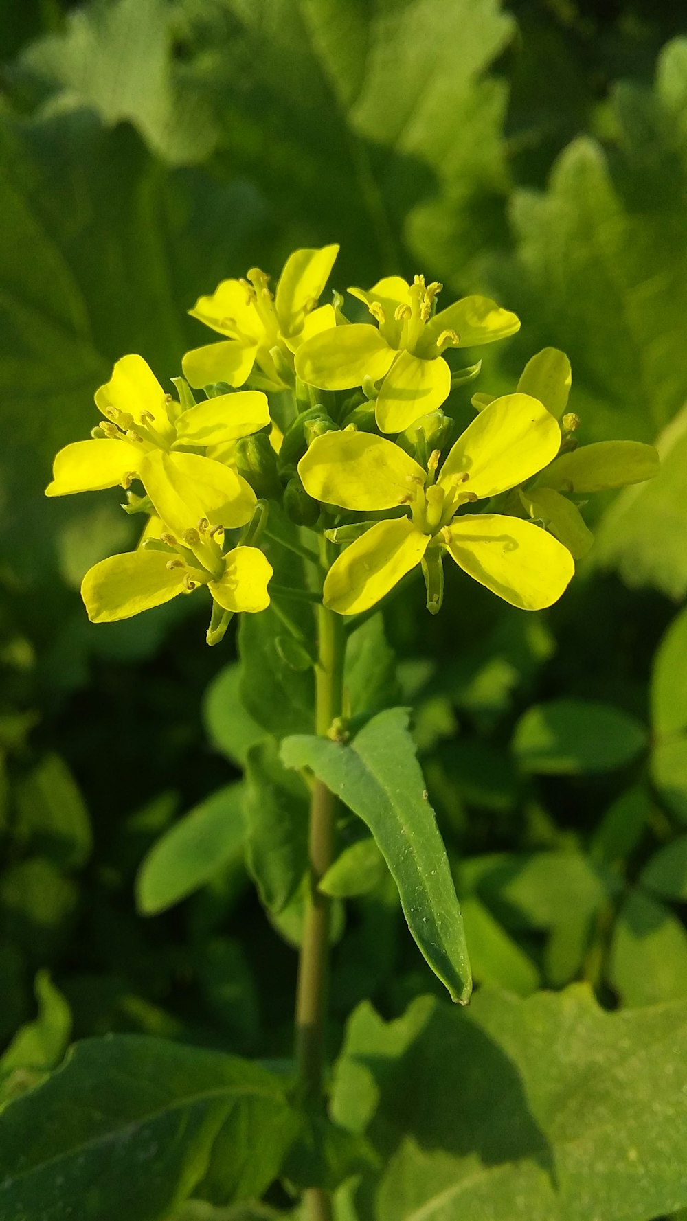 four yellow petaled flowers