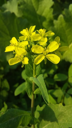 Storing Seeds Of Mustard | Storing Seeds of The 7 Most Beneficial Garden Herbs