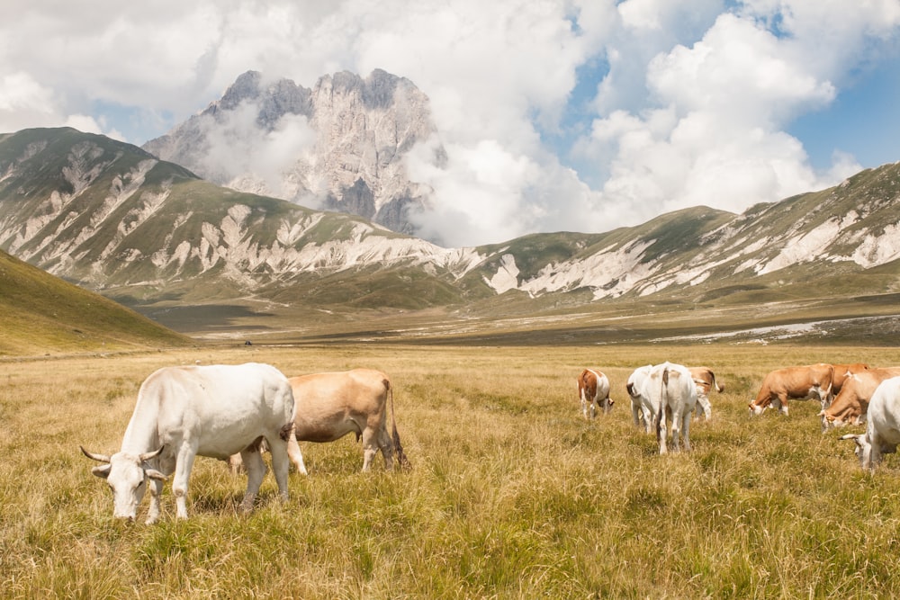 white and brown cows on grass during daytime