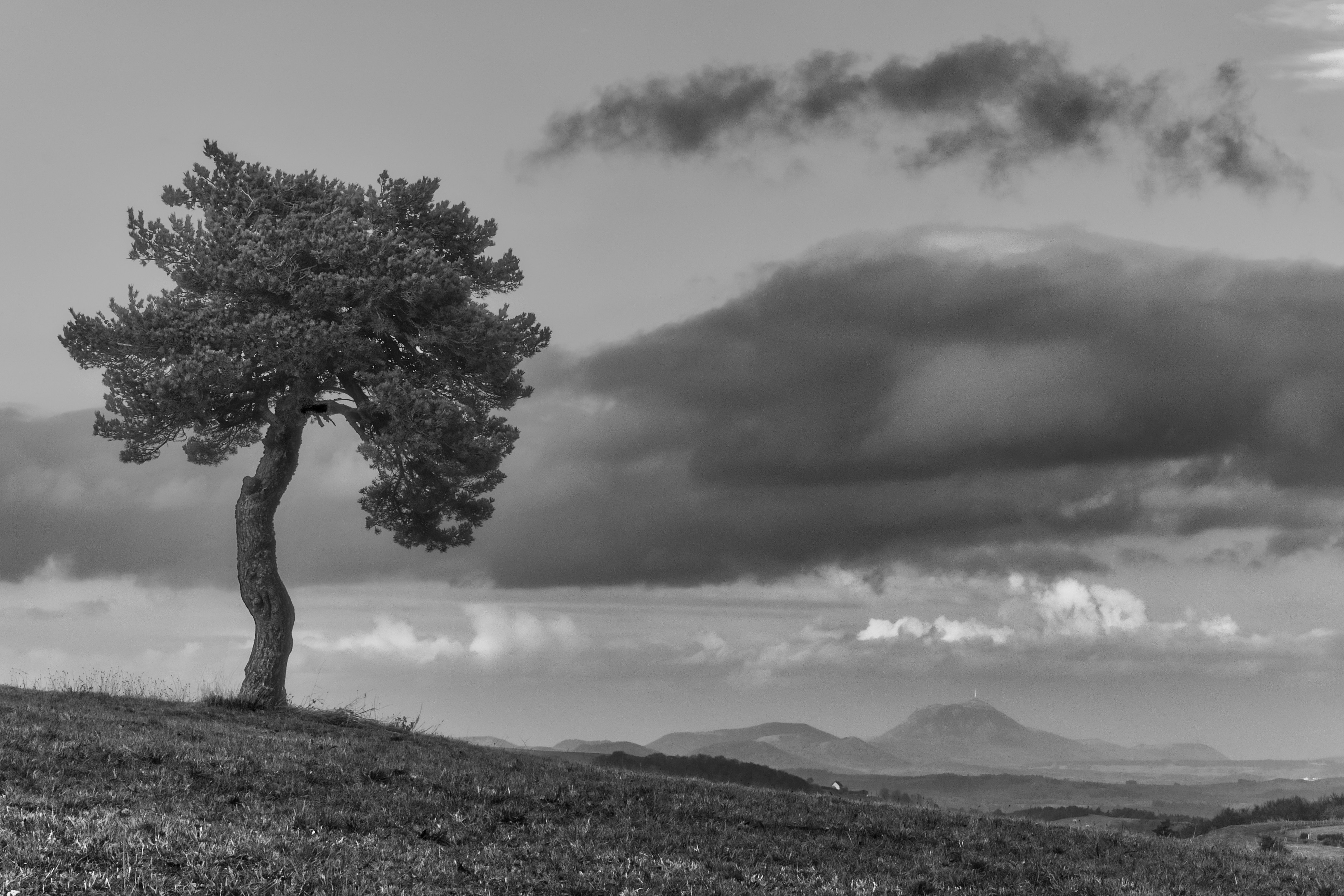 grayscale photo of tree