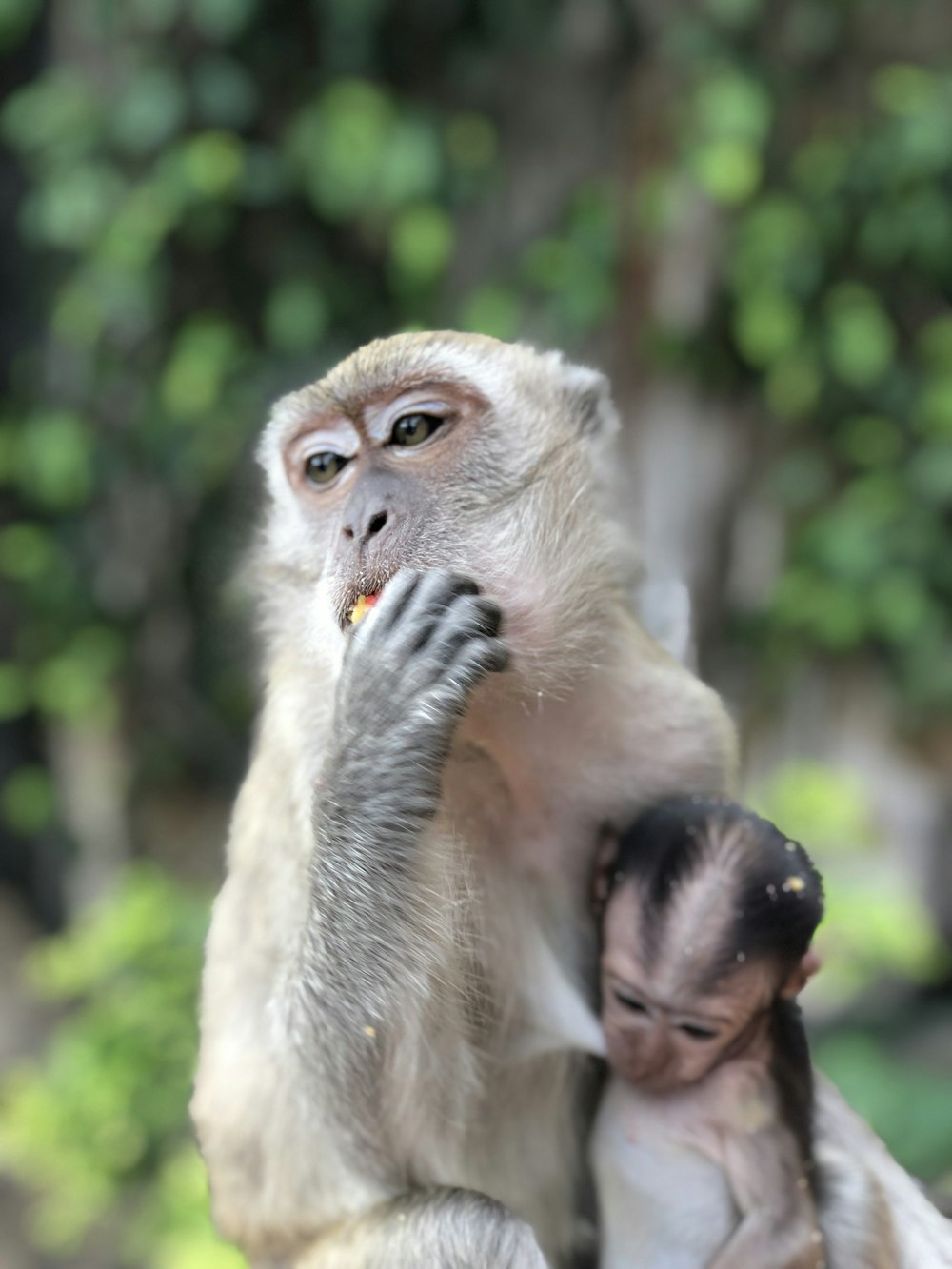 macaque monkey with baby sitting