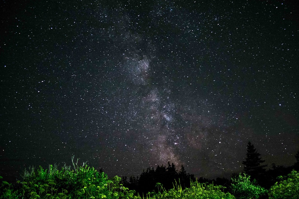 green trees under starry night