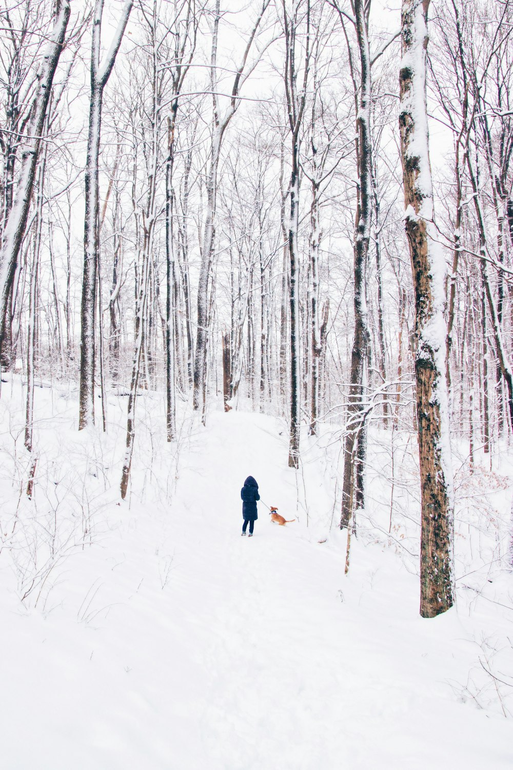 person standing on snow field beside dog surrounded by trees