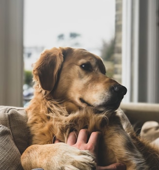 brown dog on sofa