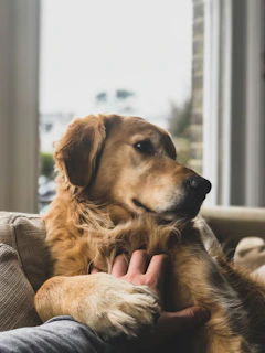 A joyful golden retriever lounging on a soft, sunlit couch inside a warm living room.