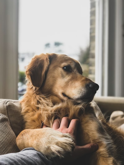 A happy golden retriever lounging comfortably on a cozy living room rug.