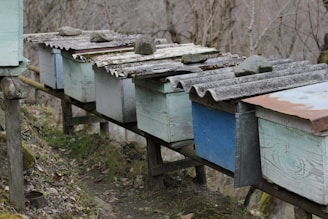 A row of weathered beehives with corrugated metal roofs on a wooden stand, situated outdoors in a rural setting with bare trees in the background. The roofs are secured with large rocks, and the hives display various shades of blue, green, and rust.