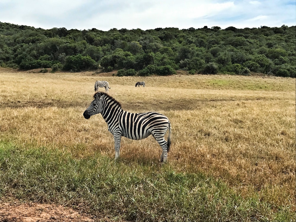 zebras on field