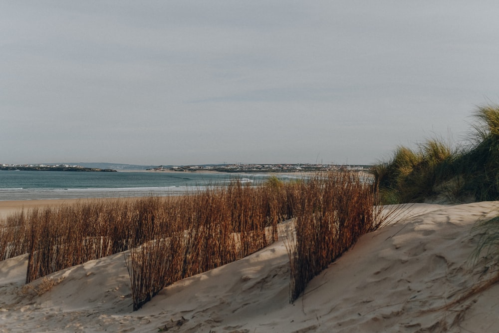 seashore with grass under gray sky