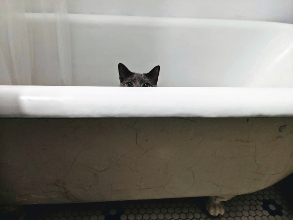 gray cat on bath tub