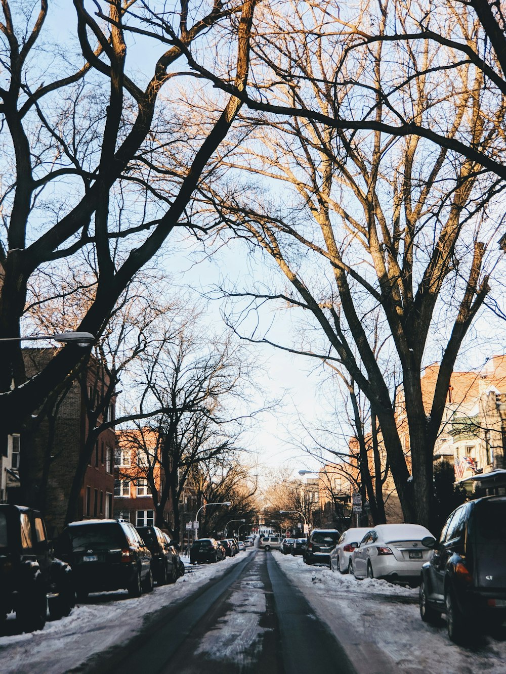 vehicles parked under brown bare trees