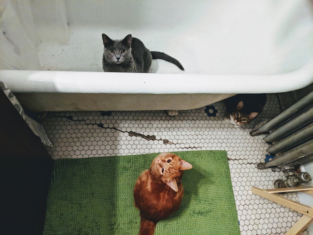 two silver and orange tabby cats