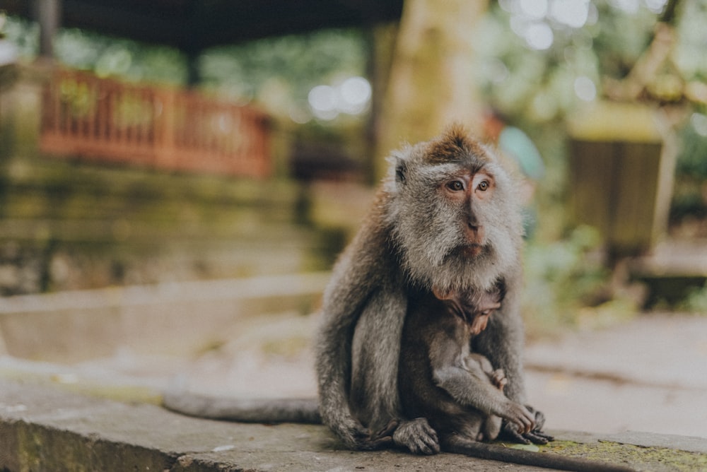 gray monkeys on gray surface in close-up photography