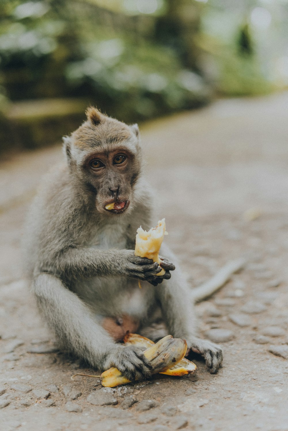 monkey eating banana