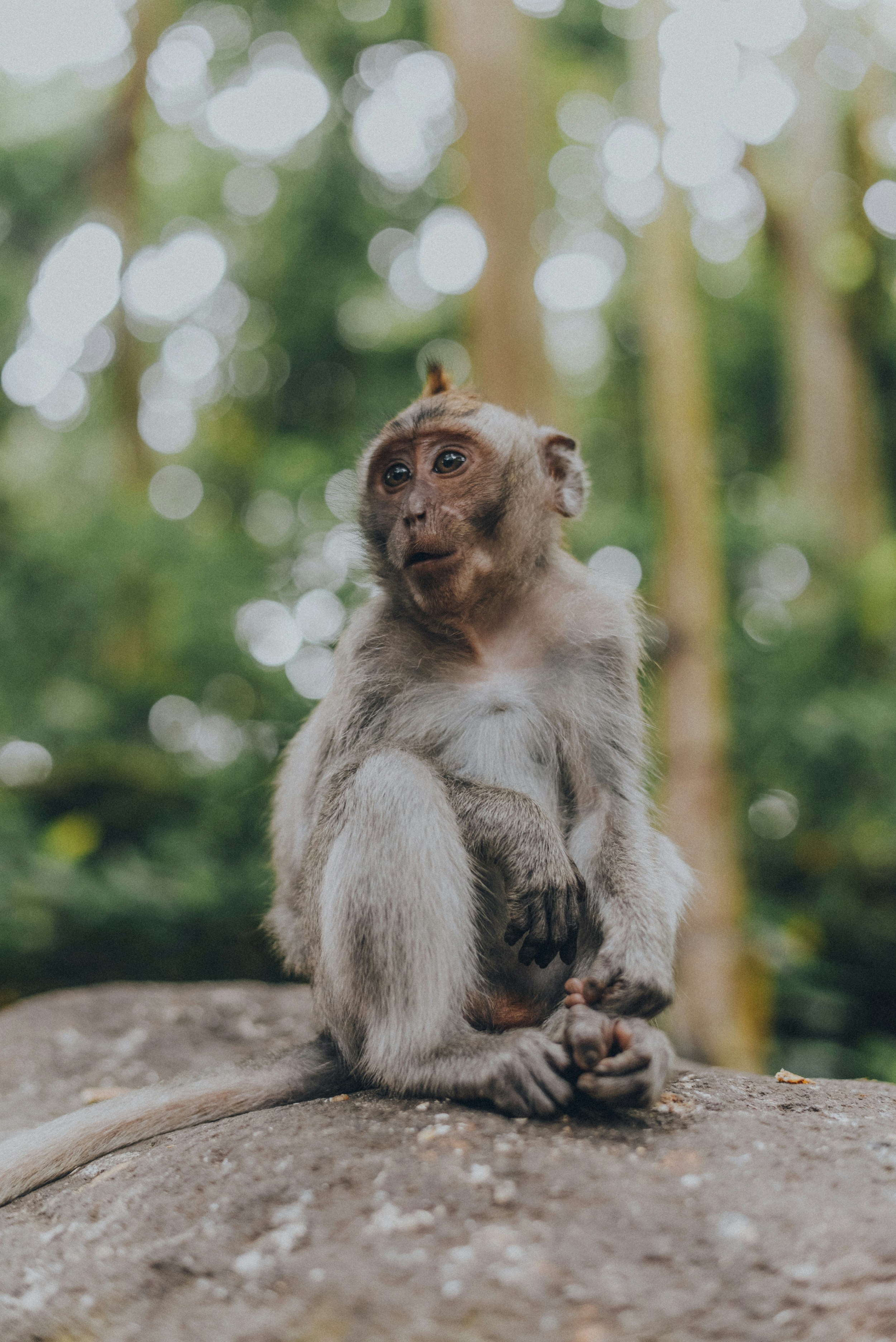 Brown Monkey On Rock Photo Free Grey Image On Unsplash