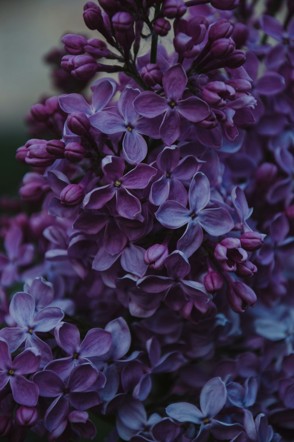 Photo de mise au point peu profonde de fleurs bleues