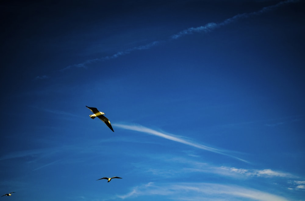 three birds flying under white and blue sky during daytime