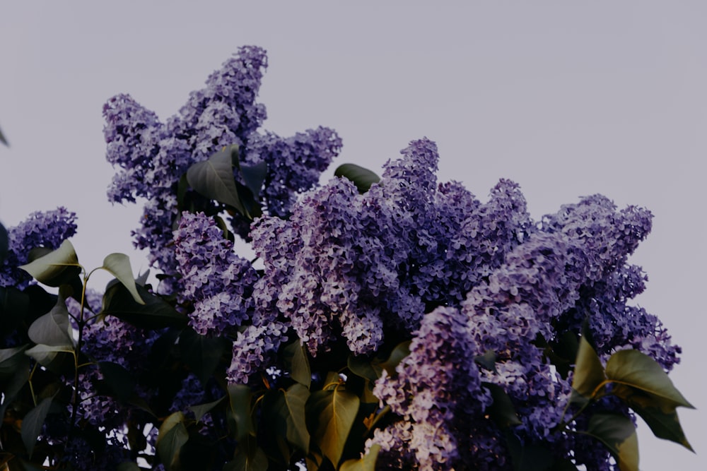 purple-petaled flowers