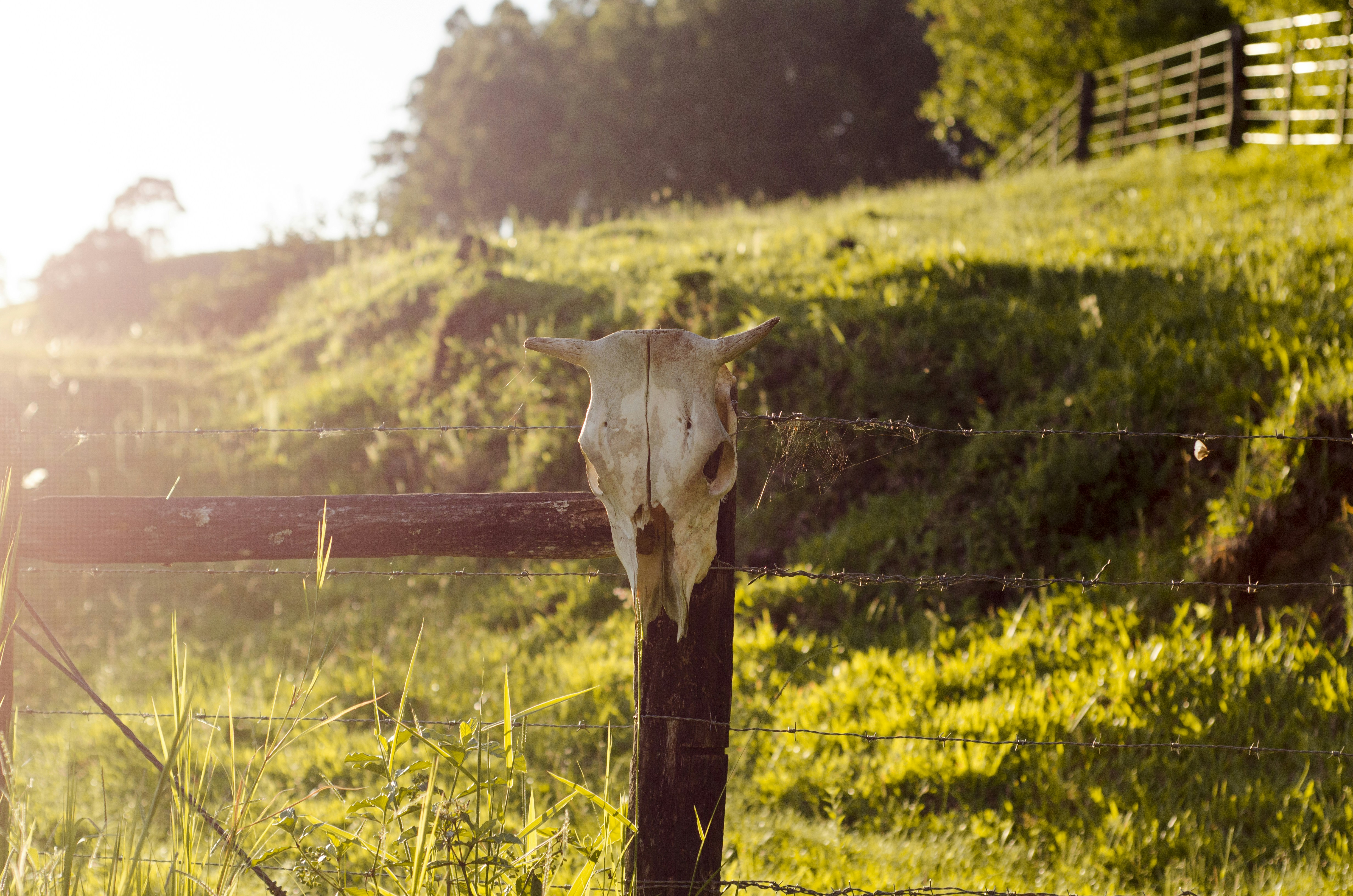 white animal skull hanged on brown wooden fence post