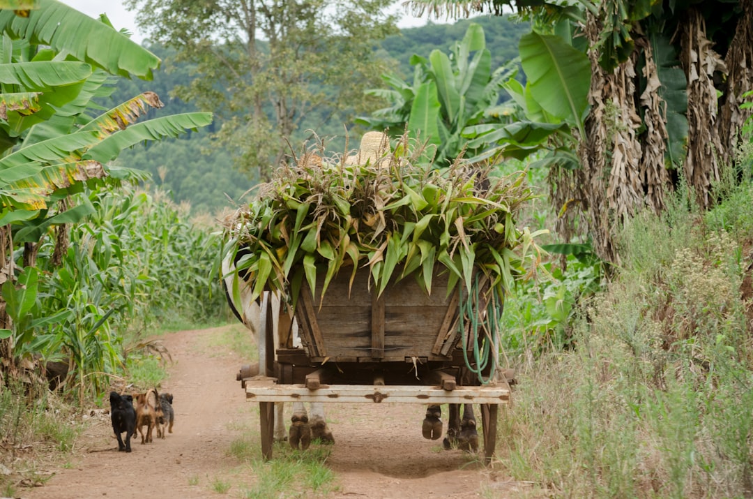 brown wooden rack filled with green plant during daytime