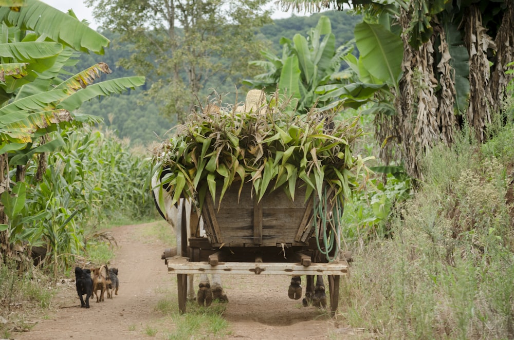 brown wooden rack filled with green plant during daytime