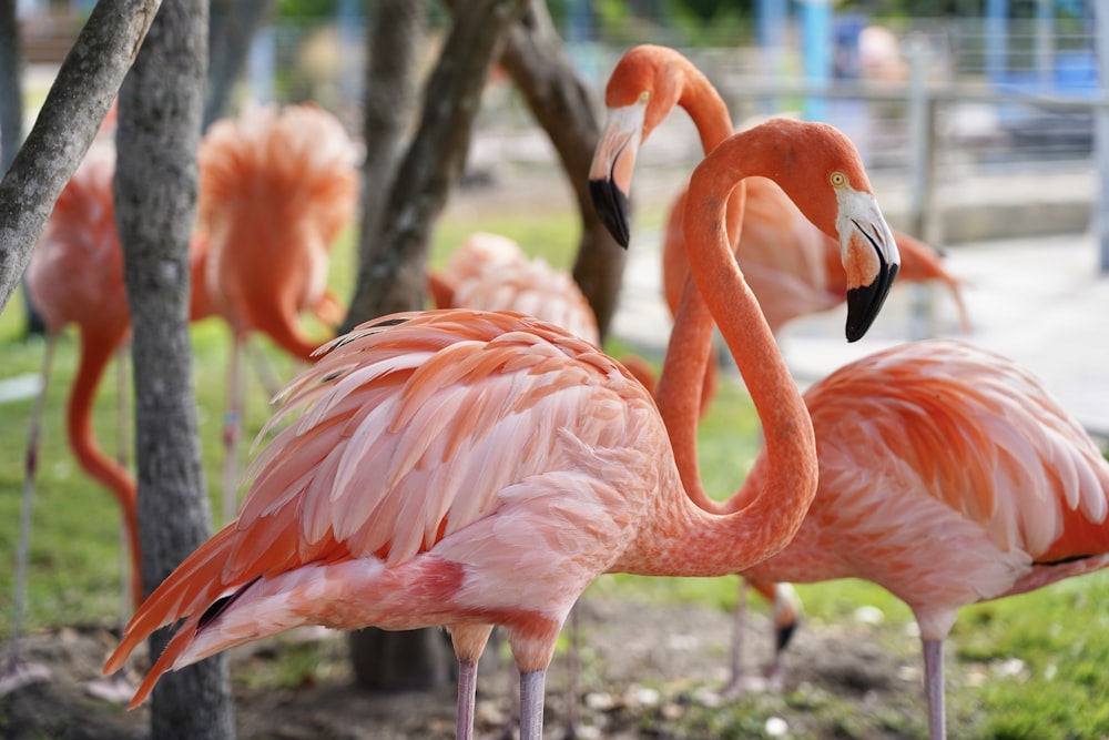 orange birds on field