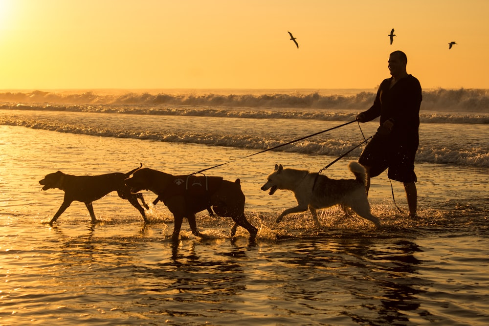 silhouette photography of man holding three dog leashes on body of water