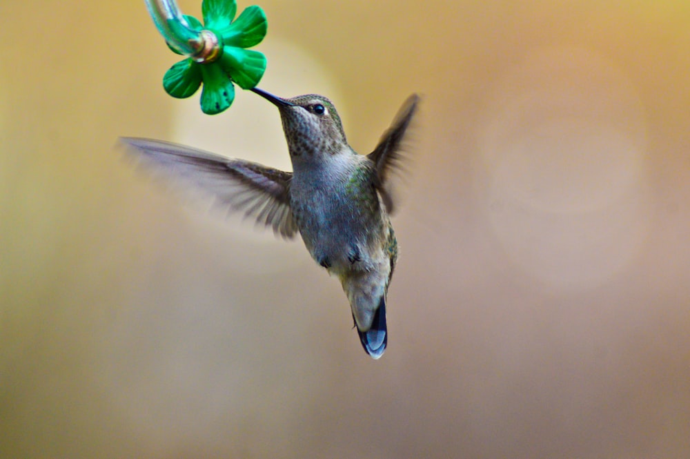 brown hummingbird