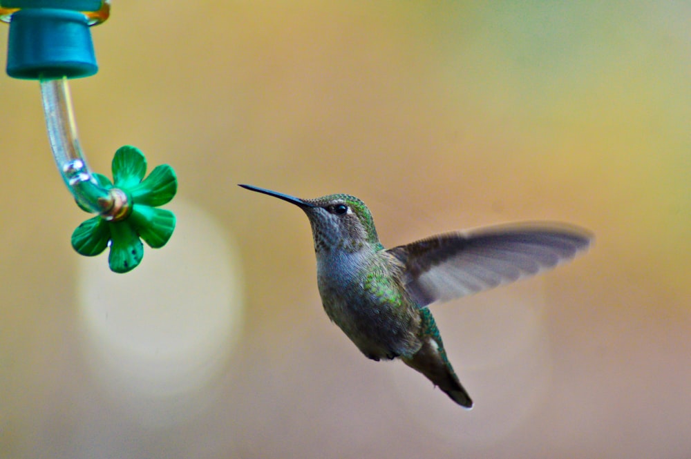 selective focus photography of flying hummingbird