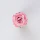 blooming pink flower