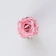 blooming pink flower
