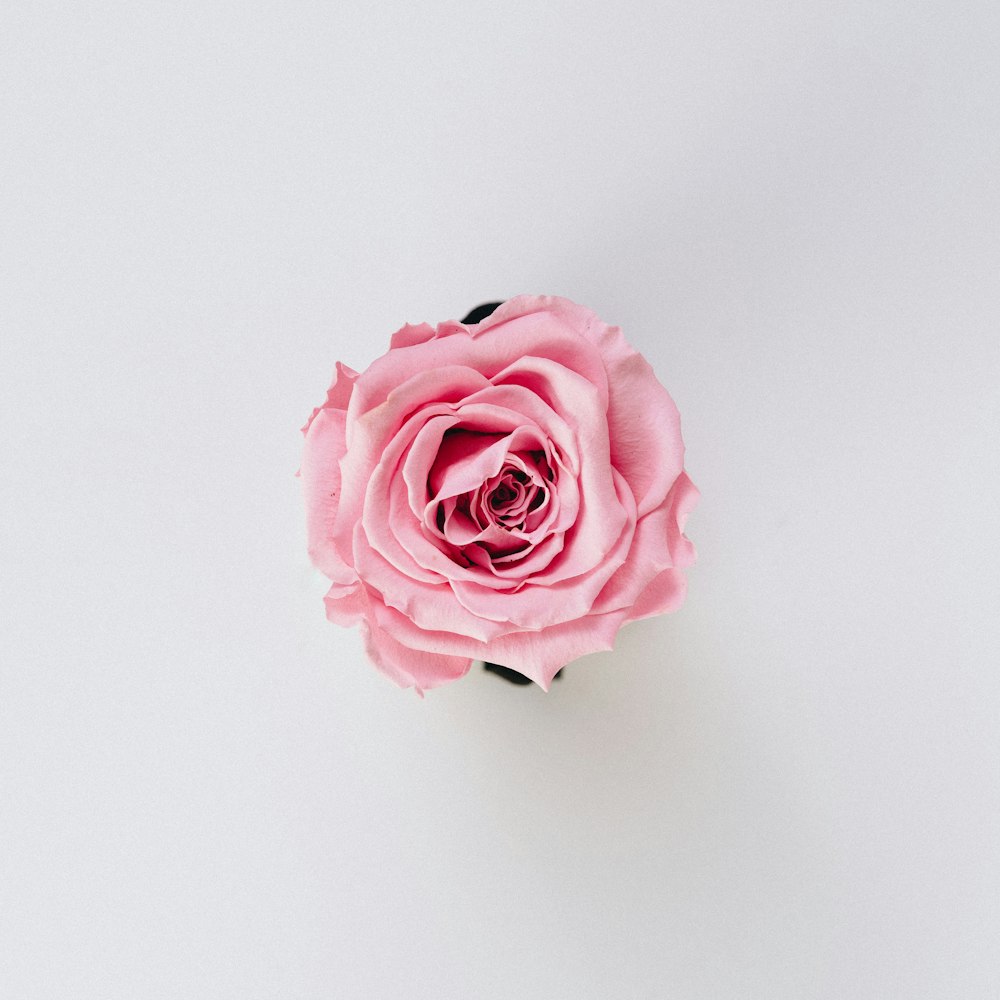 flor rosa floreciente