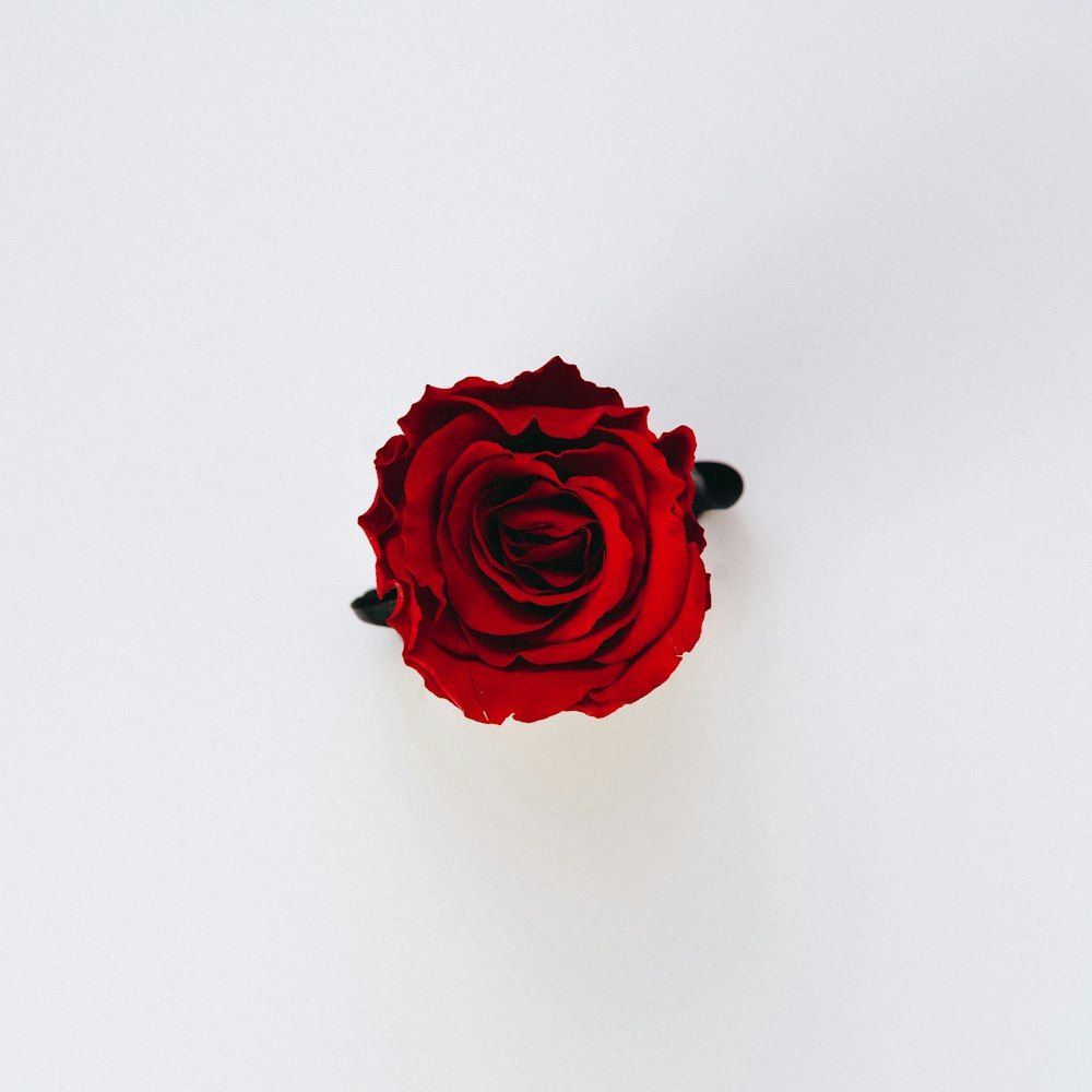 Rose Wallpapers Free Hd Download 500 Hq Unsplash