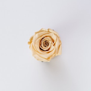 Yellow rose symbolizing renewal, confidence, and women’s hair restoration