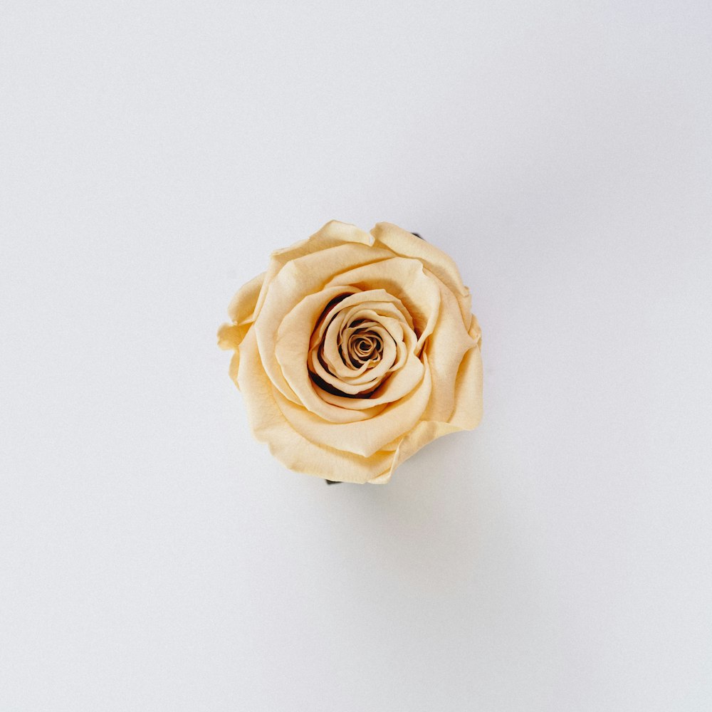 yellow rose flower