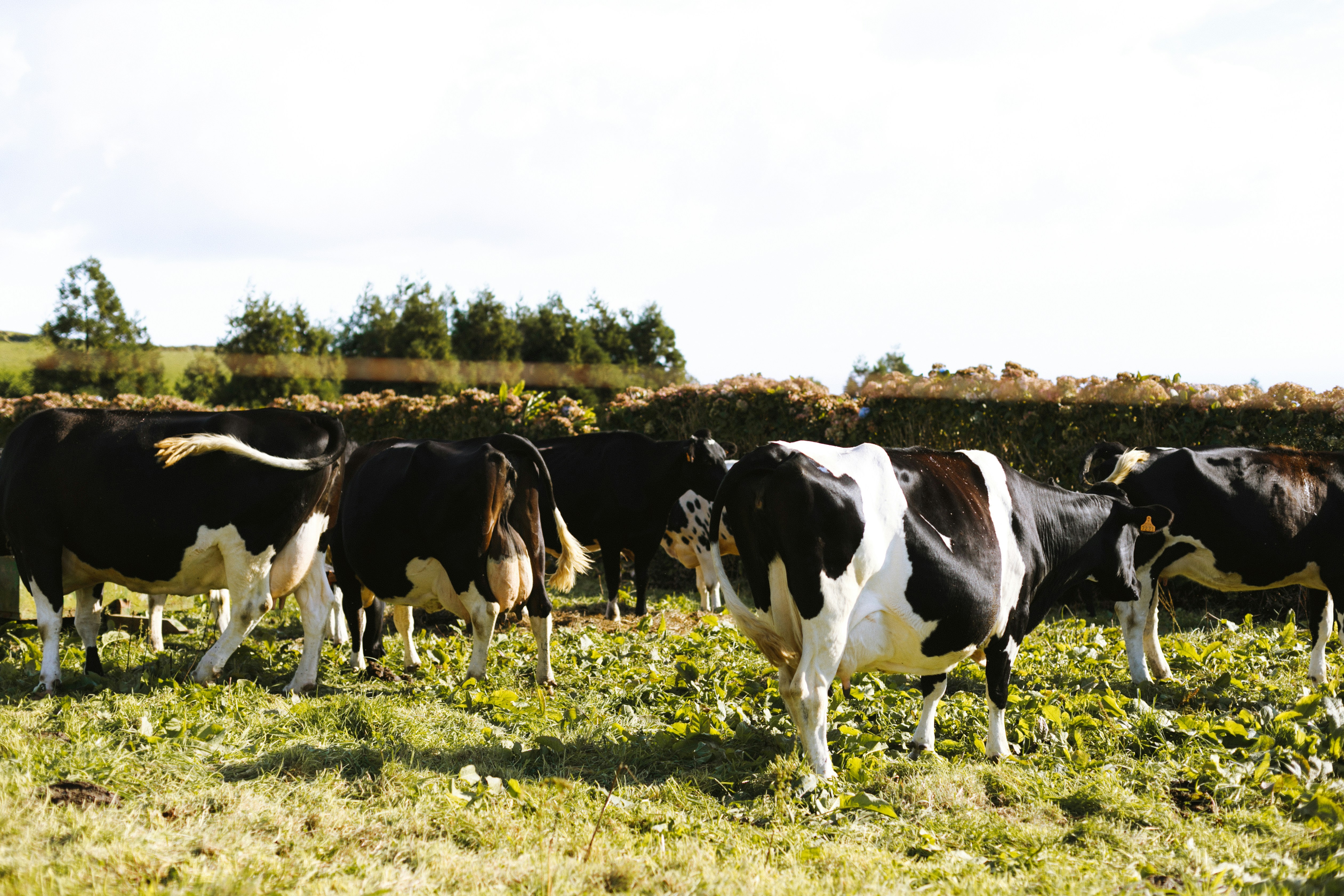 Photo by good_citizen