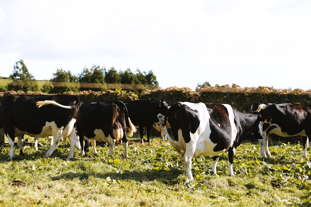 black and white cow lot on green field