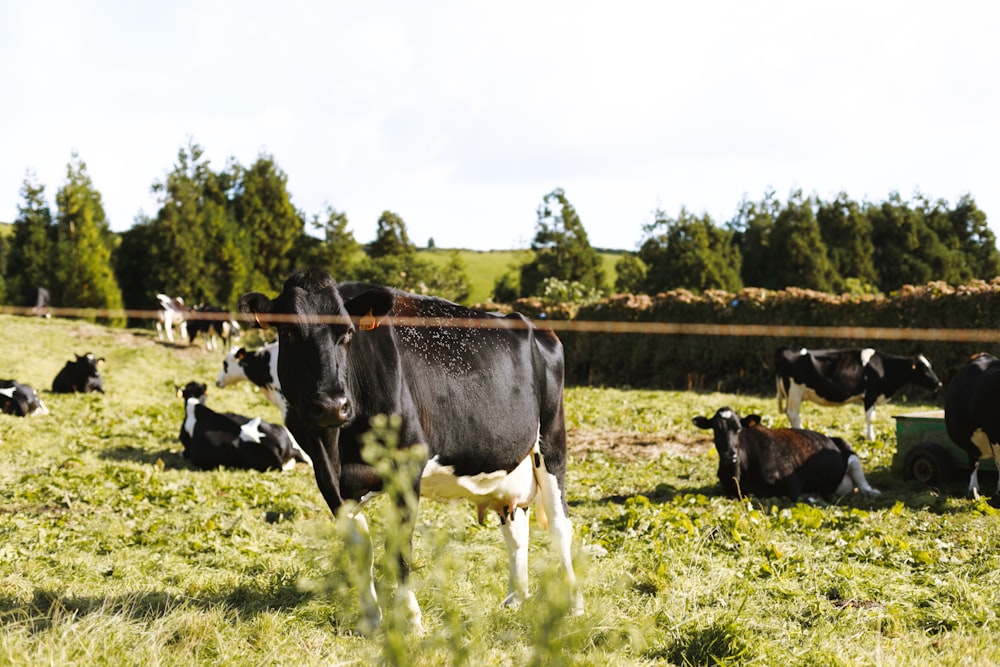 group of cows in field