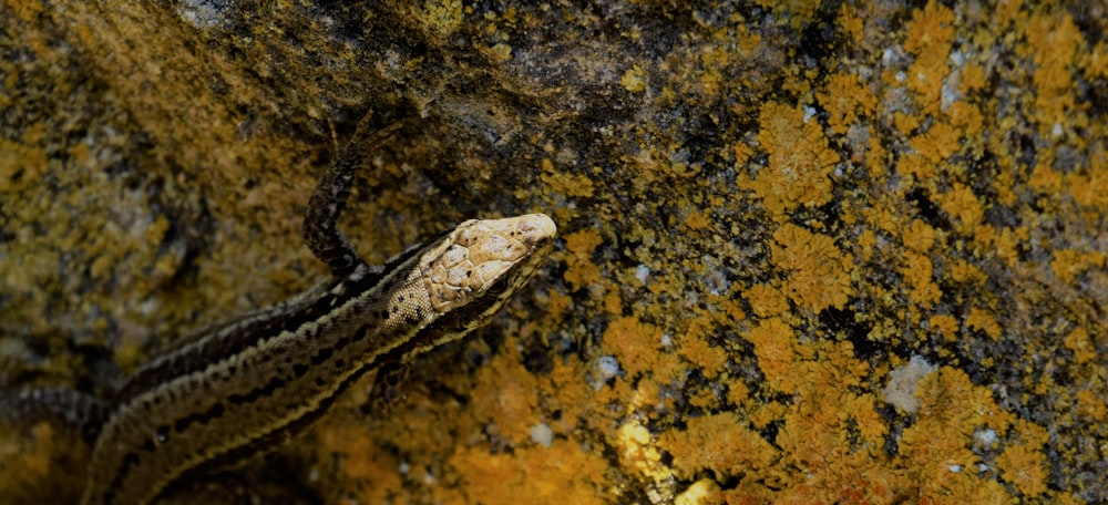 brown python snake