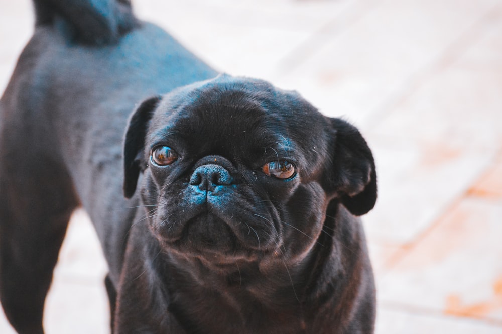 adult black petite brabancon dog