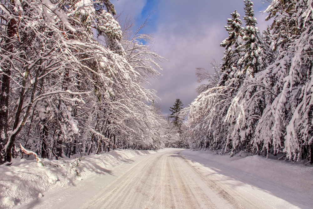 strada coperta di neve tra gli alberi durante il giorno