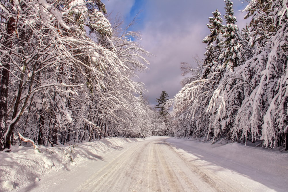 road covered with snow between trees during daytime