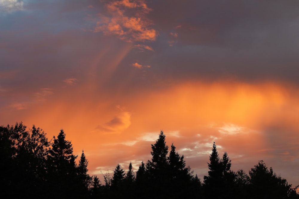 silhouette of trees at golden hour