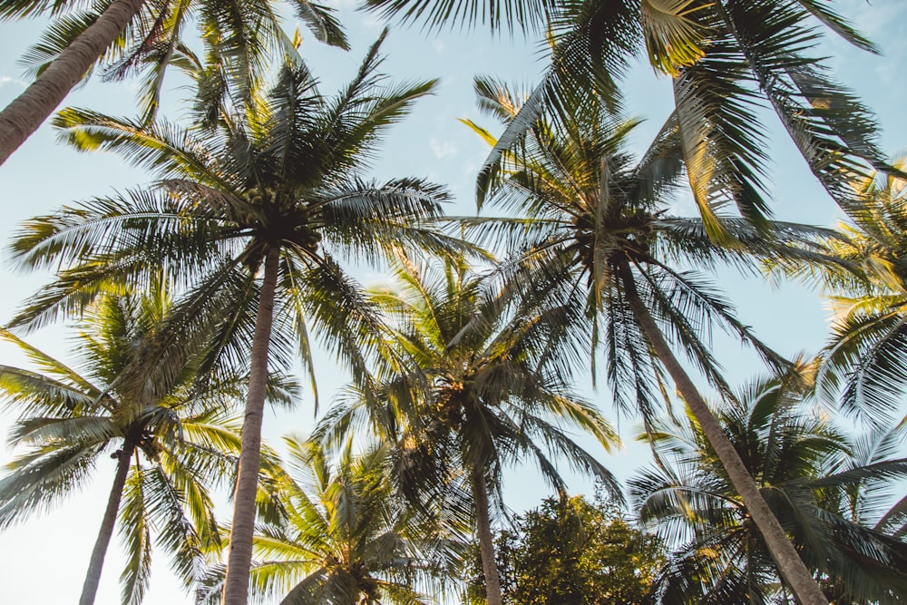 Coqueiros de palmeira