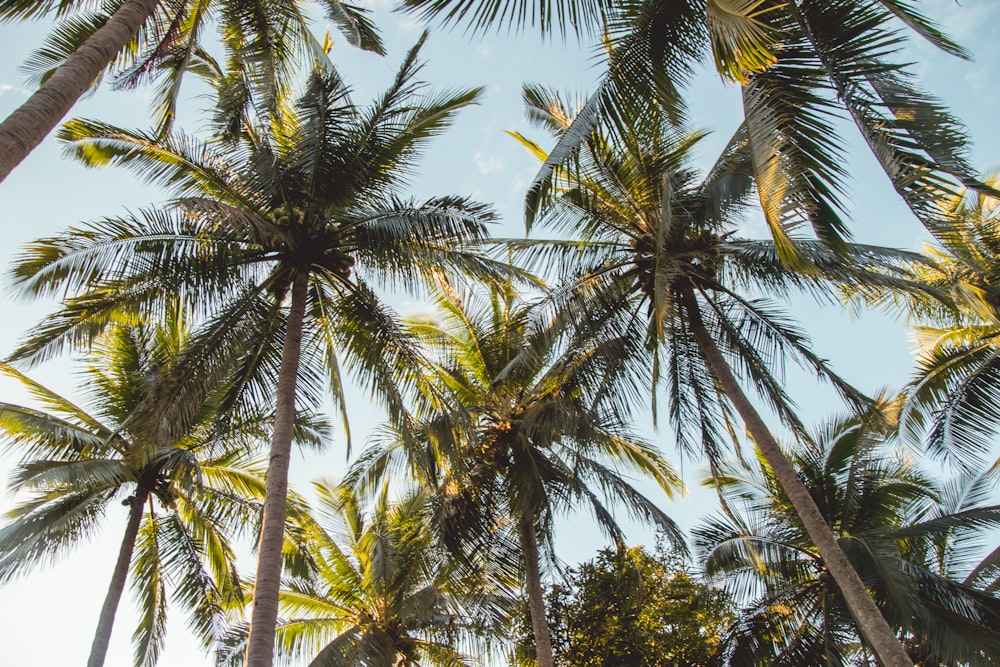 palm coconut trees